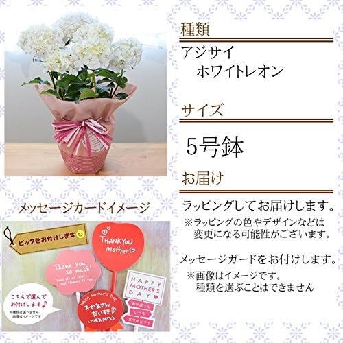 Amazon 母の日ギフト アジサイ ホワイトレオン 5号鉢 送料無料 ギフト 贈り物 プレゼント あじさい 紫陽花 観葉植物 オンライン通販