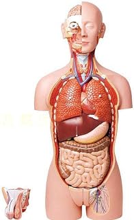 Educational Model 85CM Human Torso Model Human Body Anatomy Anatomical Models with Open Back for Teaching Resources Detachable 27 Parts,Medical Models