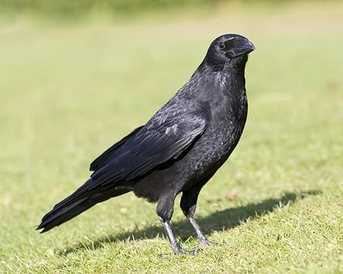 Miniatura 2 de Primos Crow Call