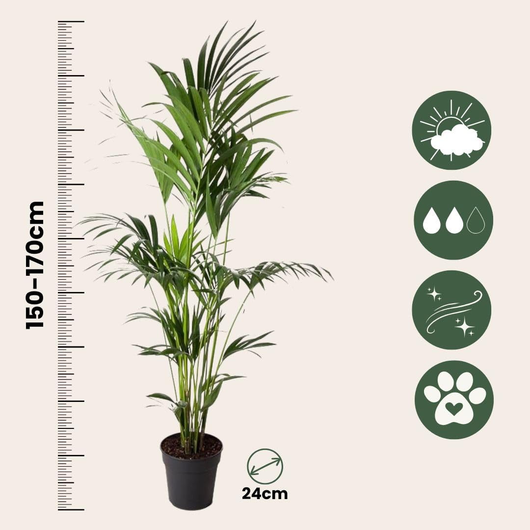Plant in a Box - Howea forsteriana - Kentia Farn-Palme - Zimmerpflanze - Immergrün - Topf 24cm - Höhe 150-170cm