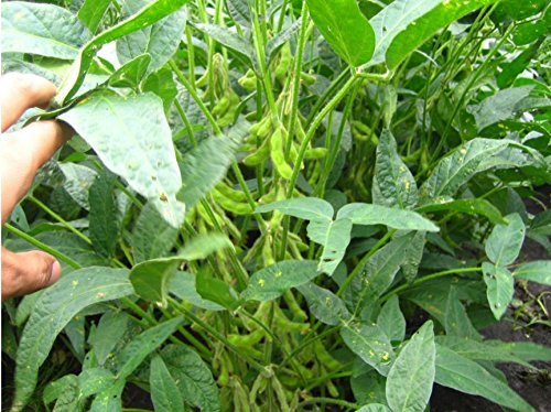 Miniatura 4 de 2 libras (32.03 oz) de tofu cuajada de frijol seco de China (3 libras)