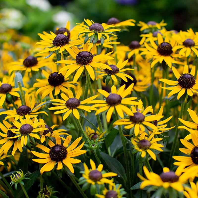 Black Eyed Susan Rudbeckia Root