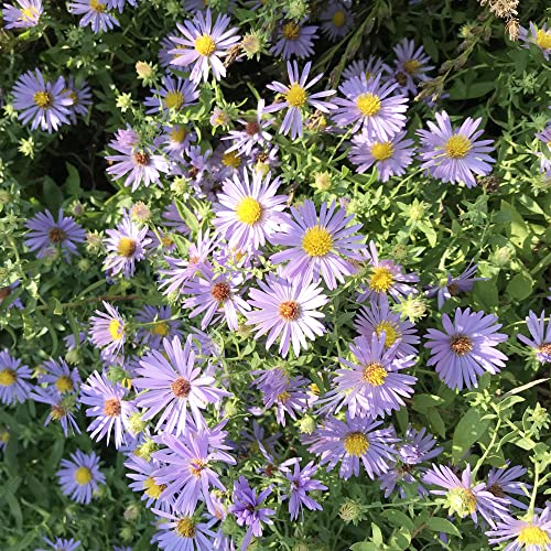 New York Aster Seeds Aster Novi-Belgii, Michaelmas Daisy Perennial Easy To Grow Long-Lived Attracts Butterflies Fast-Growing Drought Tolerant 100Pcs Flower Seeds By Yegaol Garden #TOP1