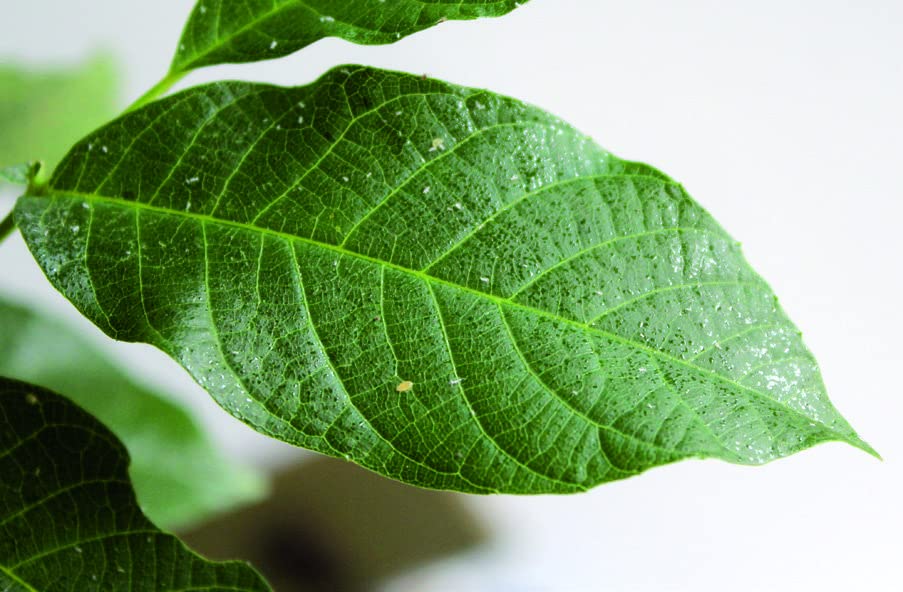 Miniatura 2 de Yerbero - Te Hoja De Nogal (té de hojas de nuez) Bolsa resellable independiente, hecha a mano por la naturaleza 100% natural  Sin OMG  Delicioso té