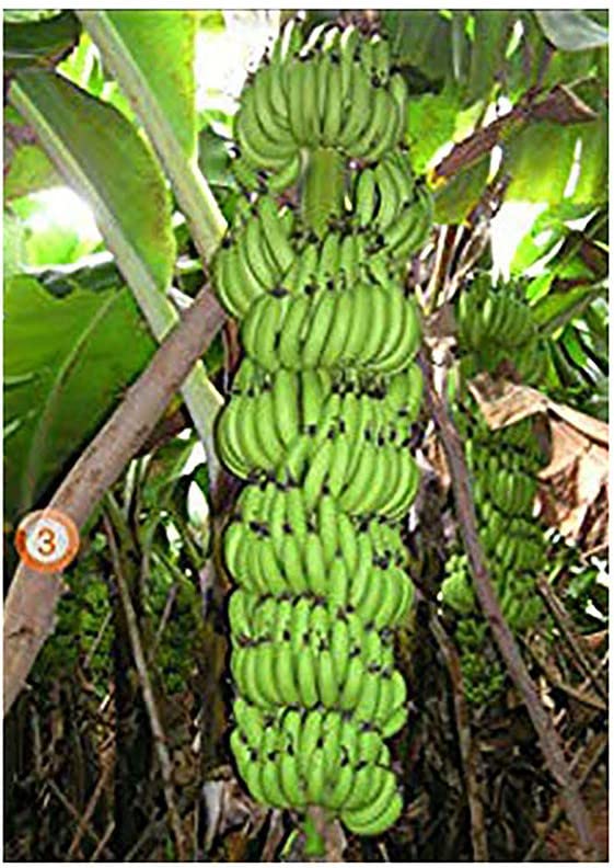 Corofitam_Banana PlantGardens Dwarf Rare Hybrid  Kerala Robusta Banana  Exotic Tropical Banana Plant (1 Nos) (B0B3XH2FFW) Amazon Price History, Amazon Price Tracker
