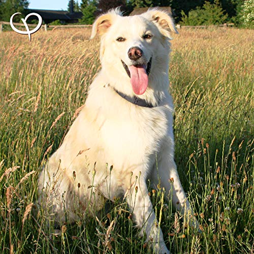 GOLDEN PEANUT Grünlippmuschelpulver 500 g - Neuseeland Muschel Pulver Extrakt Premium Qualität für Hunde und Katzen