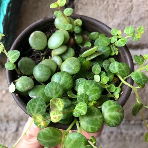 Miniatura 5 de String of Turtles - Planta viva de 3 pulgadas, suculenta arrastrada, planta colgante de cadena de tortugas, plantas de interior vivas completamente