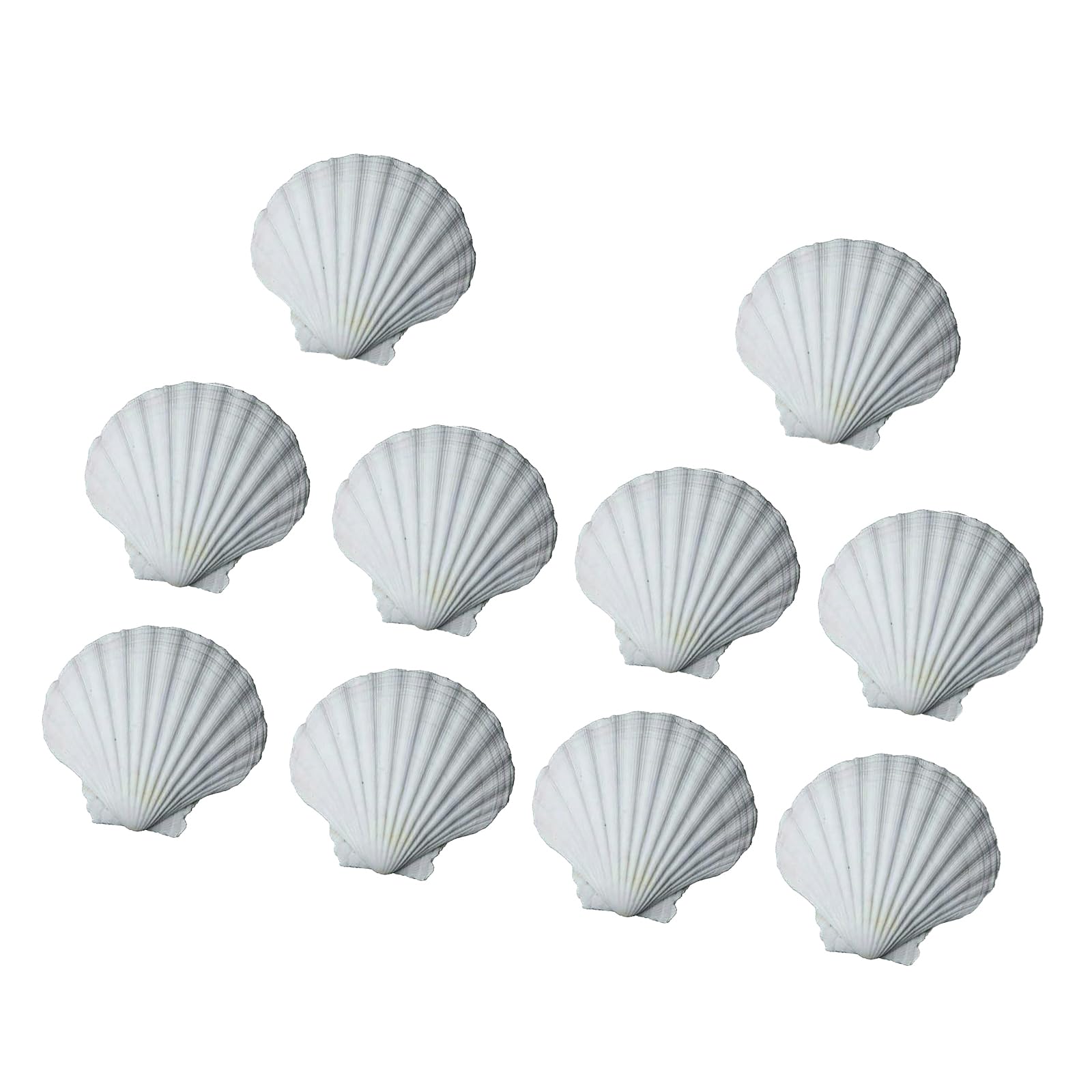 Tsophreniq 10Pieces White Shells Natural Scalloped Shells for Crafting and Coloring Perfectly for Artists and Teachers Kids and Adults Craft