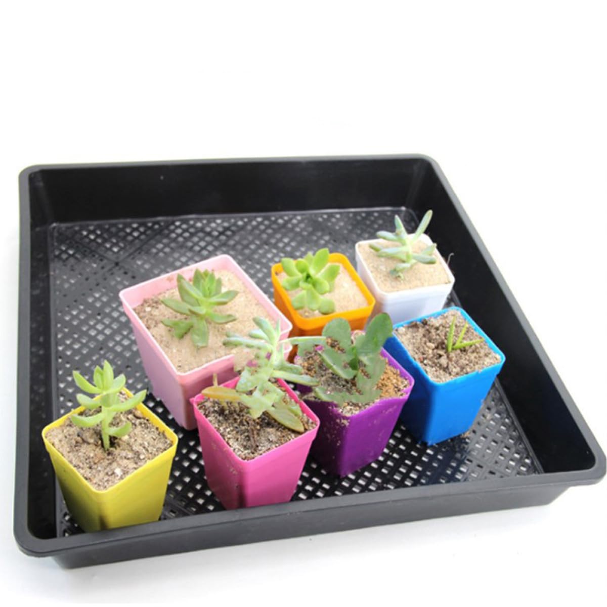 Angoily Bandeja de Germinación Material PP Ligero y Fácil de Usar para Plantas Suculentas y Tomates Paquete de 5 Piezas Adecuado para Plantación en Balcón y Cultivo en Interiores