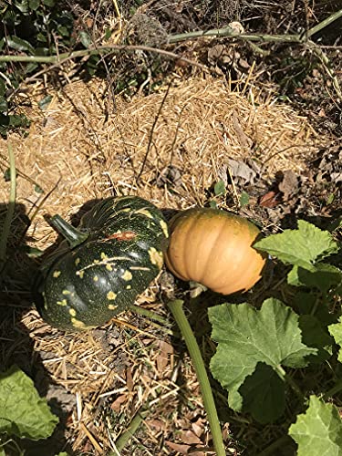 Seminole Pumpkin Seeds Non-Gmo Heirloom Orange Variety #TOP2