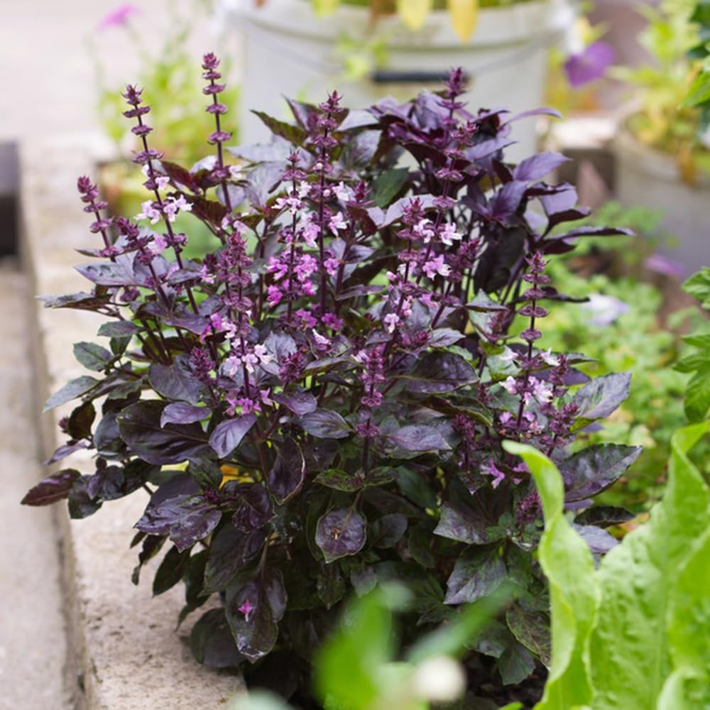 Semi Di Basilico Tailandese (Ocimum Basilicum) - 100 Semi Per Vaso O Giardino - Foto 3