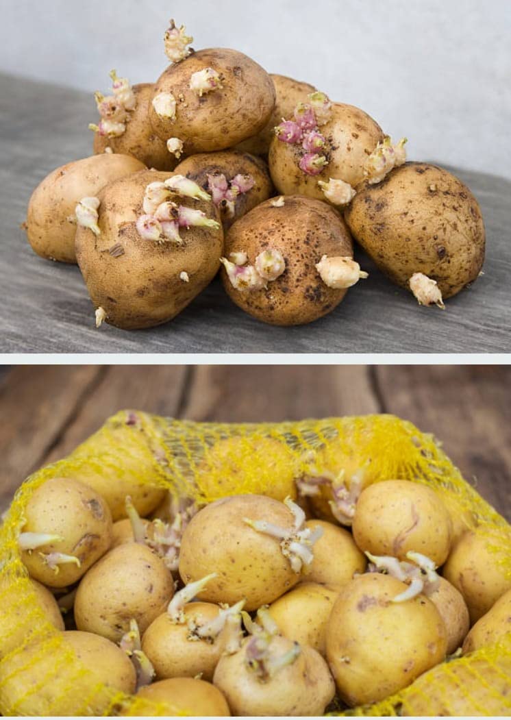 Ayodhyaretail true Potato seeds for gardening and planting 20 seeds (B0CBVKMH1Y) Amazon Price History, Amazon Price Tracker
