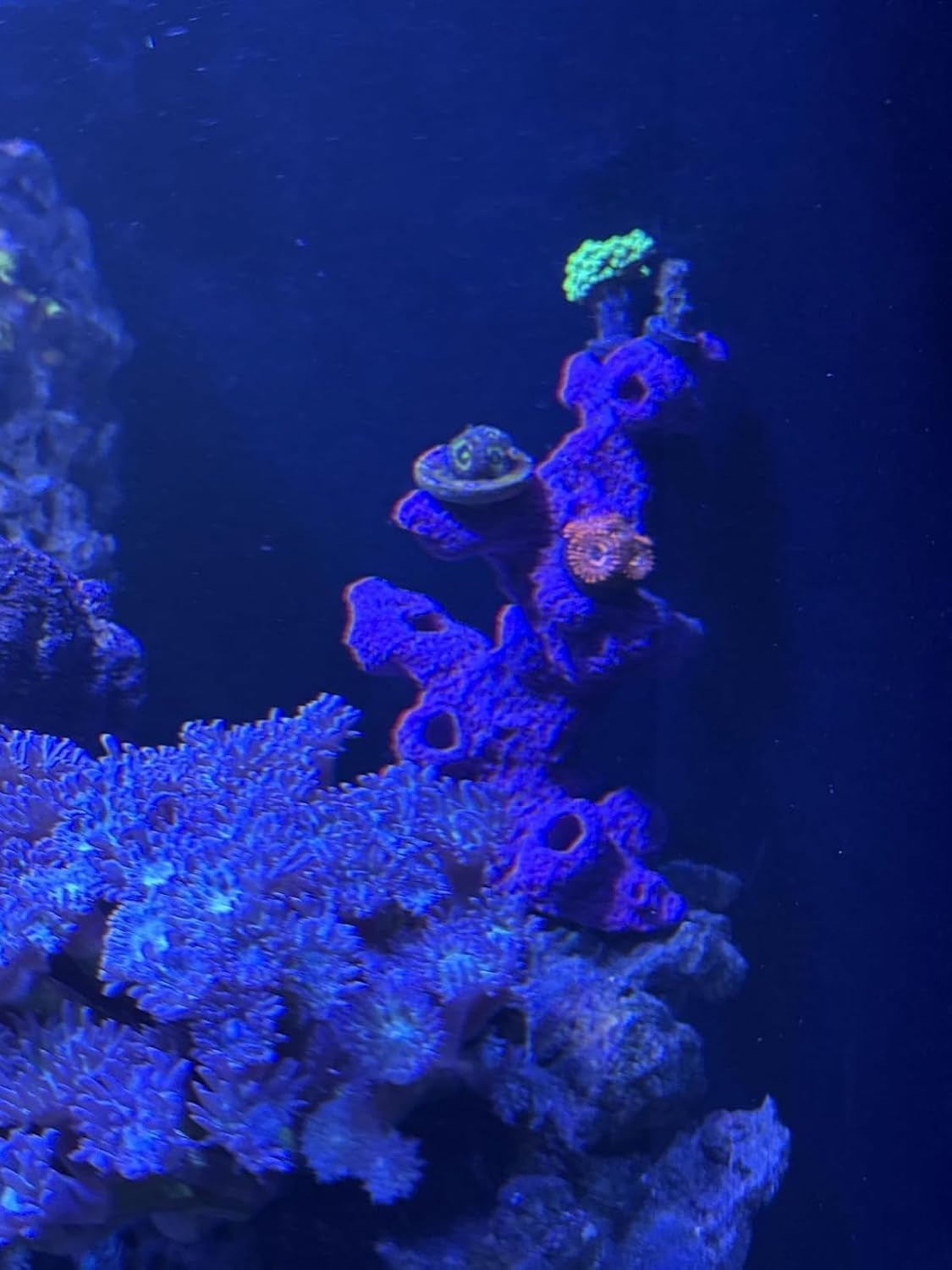 Ocean Aquaria 10 Hole Torch Tower Coral Frag Plug Rack/Frag Rock for Live Coral Plug Ons for Reef Aquariums Purple Coralline Option (Coralline Purple)