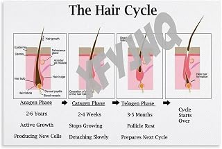 Hospital Wall Art Hair Follicle And Hair Structure Diagram Poster Growth Cycle (1) Canvas for Bedroom Living Room Decor 30x20inch(75x50cm) Unframe-style