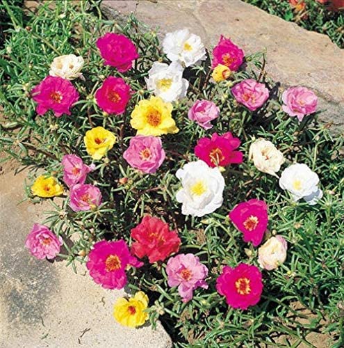 PlantaZee Plant For Portulaca aka 9O clock Flower Live Plant Outdoor Gardening/balcony Portulaca Live plant with pot (B0BQDYY6RM) Amazon Price History, Amazon Price Tracker