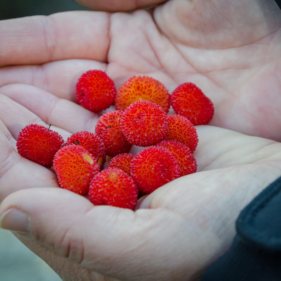 Drzewo truskawkowe (Arbutus unedo) – roślina owocowa i ozdobna w doniczce Ø 26 cm – wysokość 130-160 cm – wiek 4 lat – włoska szkółka drzew