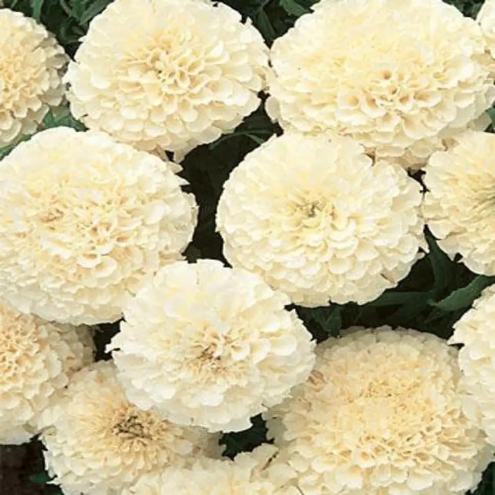 Image of Genda Phool African Marigold Live Plant | F1 Hybrid White Vanilla Marigold Flowering Plant with Pot | Gainda Phool Garden Plant for Home Balcony Outdoor Gardening