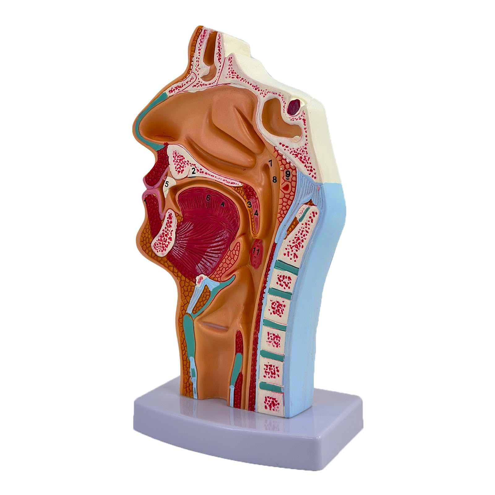 Modelo de Cavidad Nasal, Oral Y Garganta. Accesorio Médico Práctico Y Profesional. Herramienta Educativa Anatómica para El Aprendizaje.