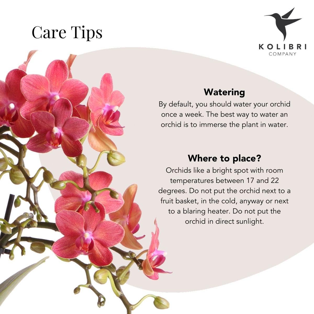 KOLIBRI Orchidées,Orchidée Phalaenopsis rose violet – Salvador + diabolo travertine – Diamètre du pot : 9 cm,Plante d'intérieur à fleurs – Fraîcheur du producteur