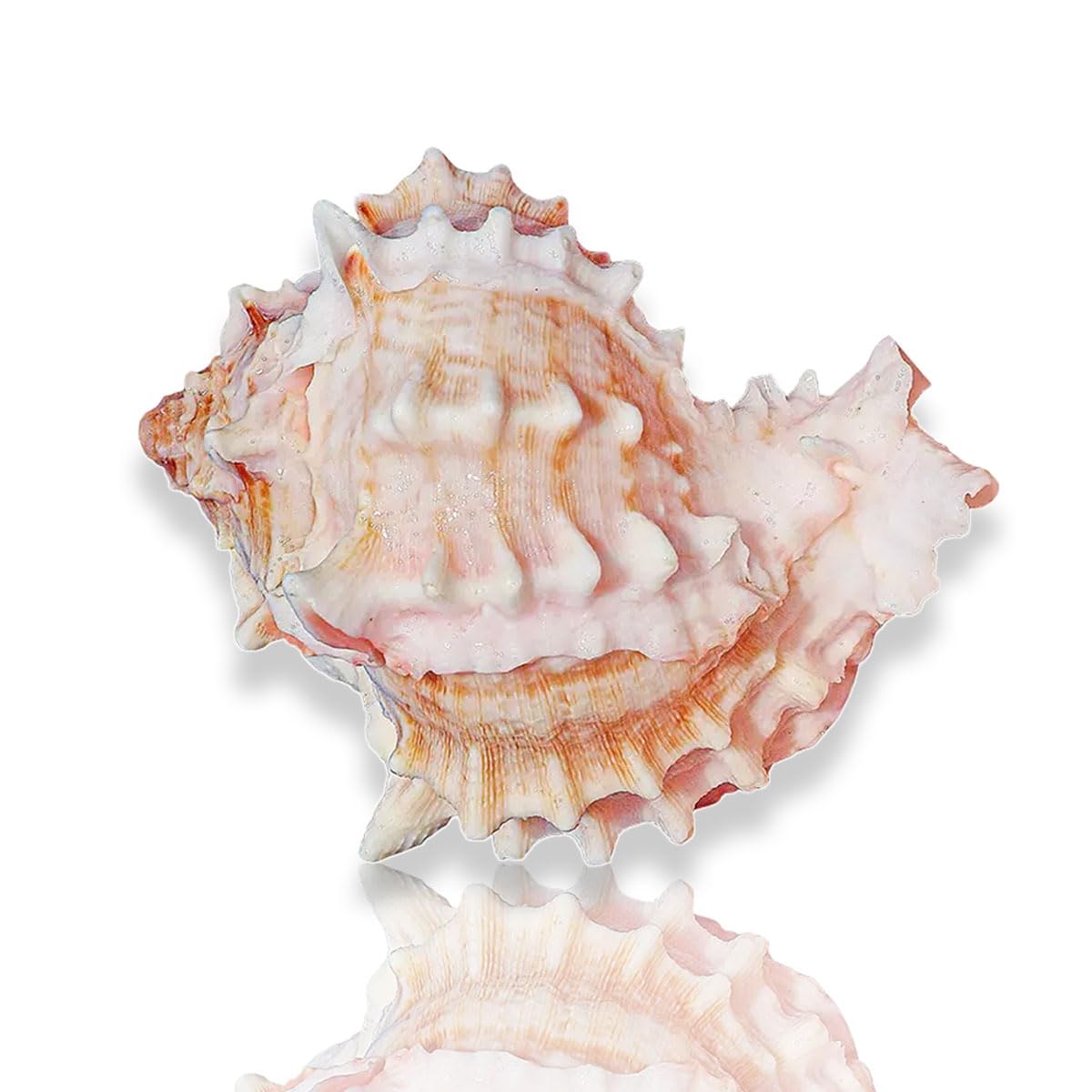 YKMYXZ shells， Collectable Seashells, Decorative Shell Perfect for Weddings, Home Decor, Hermit Crab, Aquarium(8~9cm)