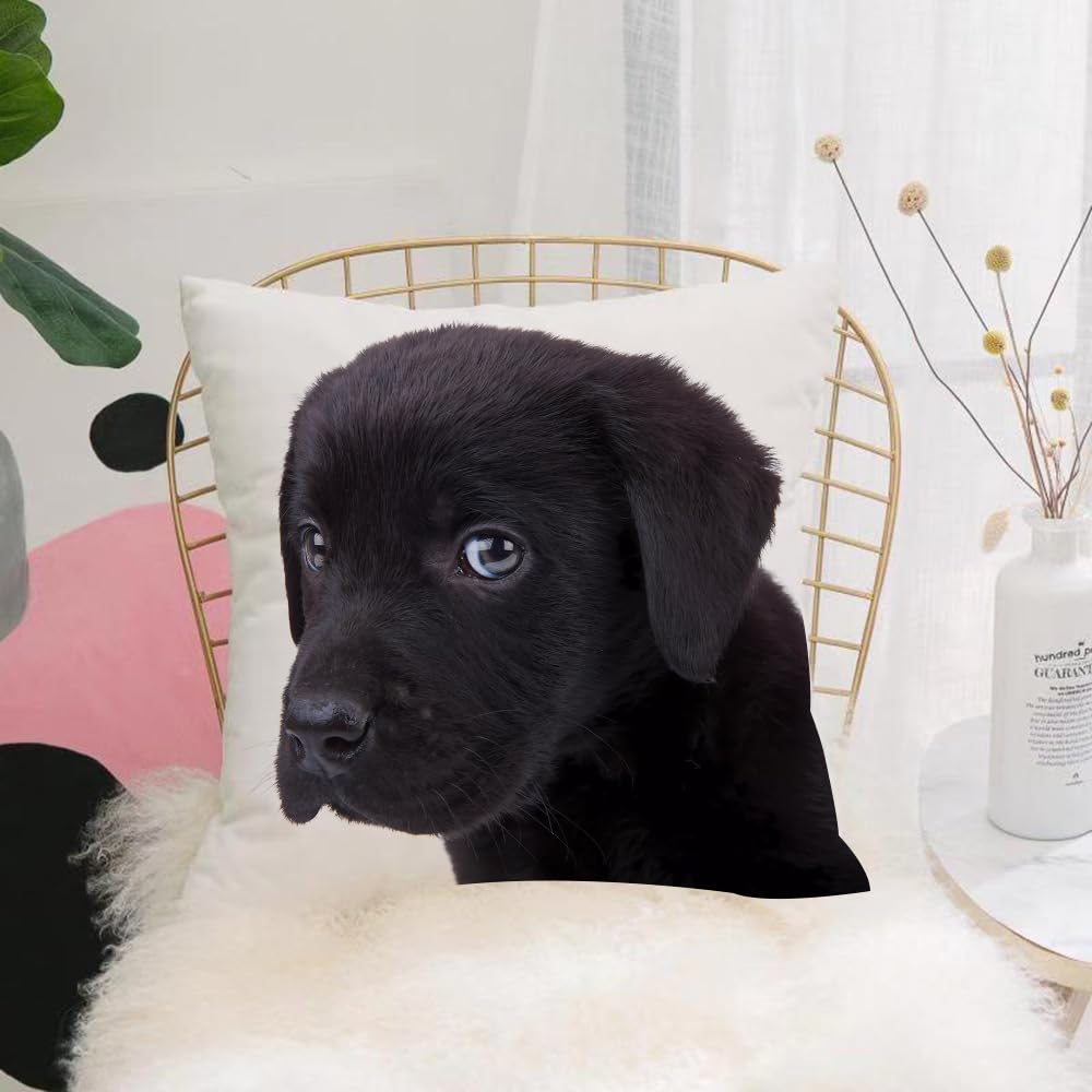 HYOSXW Cushion Cover,Throw Pillow Case Home Decorative for Living Room Bedroom Sofa Chair 16X16 Inch,Cute Little Black Labrador Retriever Puppy Looking at The Camera,Pillowcase 40X40cm