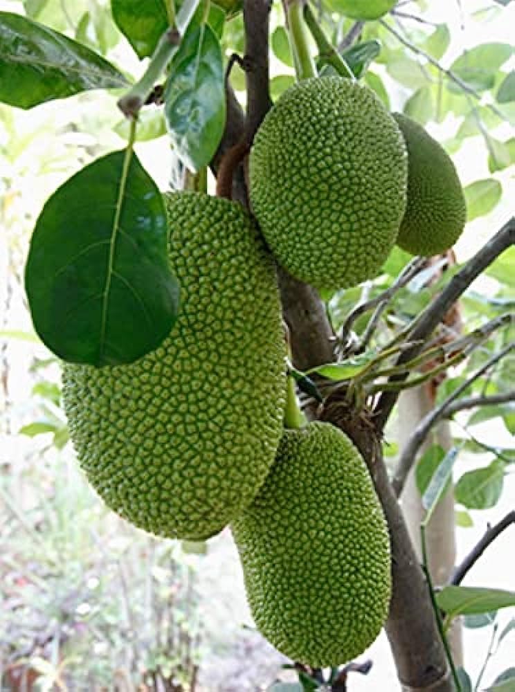See full amazon price history chart for GreenEarth Original Thai All Time Sweet Green Jackfruit Plant (GRAFTED) Baramasi Kathal Plant GreenEarth Original Thai All Time Sweet Green Jackfruit Plant (GRAFTED) Baramasi Kathal Plant (B0CCKW84QZ) Amazon Price History, Amazon Price Tracker