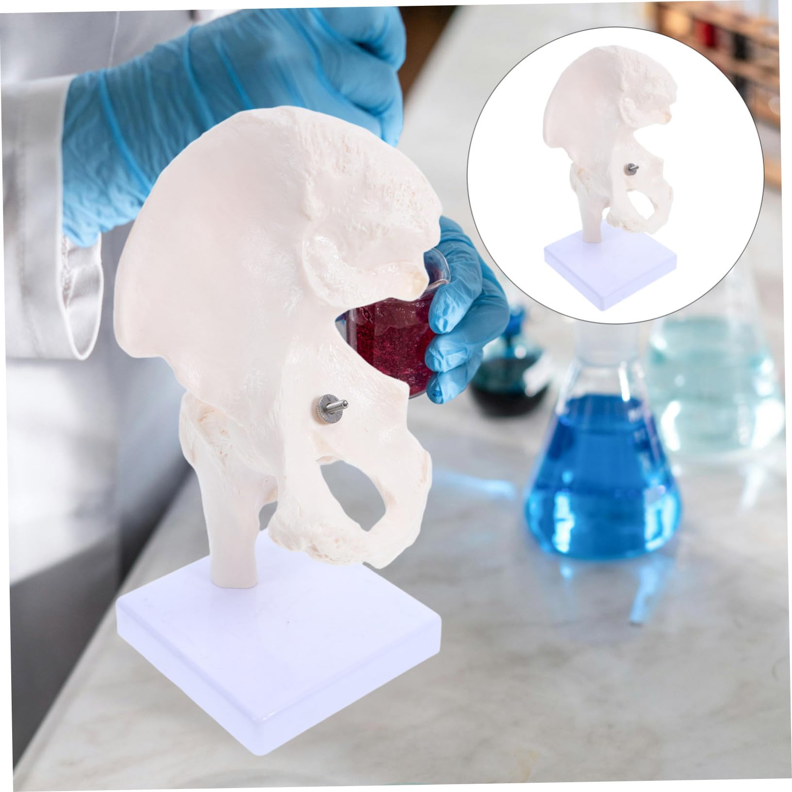 ABOOFAN Modèle Squelette Humain Articulation Anatomie Outil Étude Osseux Démonstration Laboratoire Éducatif