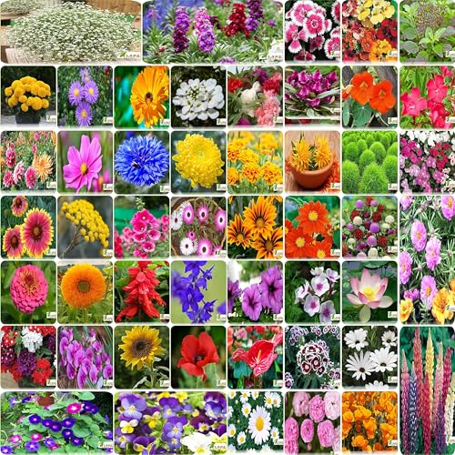 India's Most popular Flower Seeds Outdoor Combo of 50 Packet of S...
