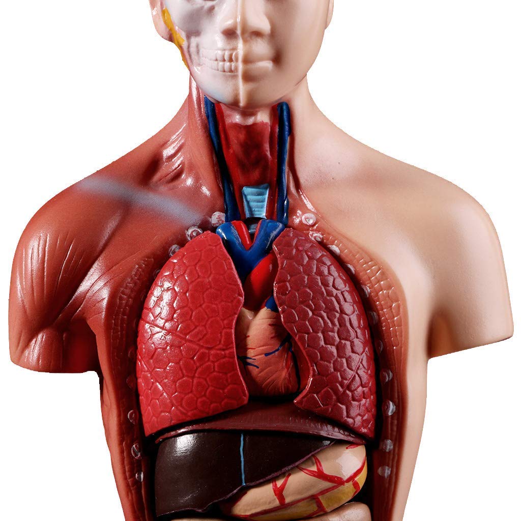 ERNZI Modelo De Torso Humano Anatomía Órganos Anatómicos Internos para La Enseñanza Modelo Educativo Desmontable Nuevo 28 Cm para Escuelas, Educación