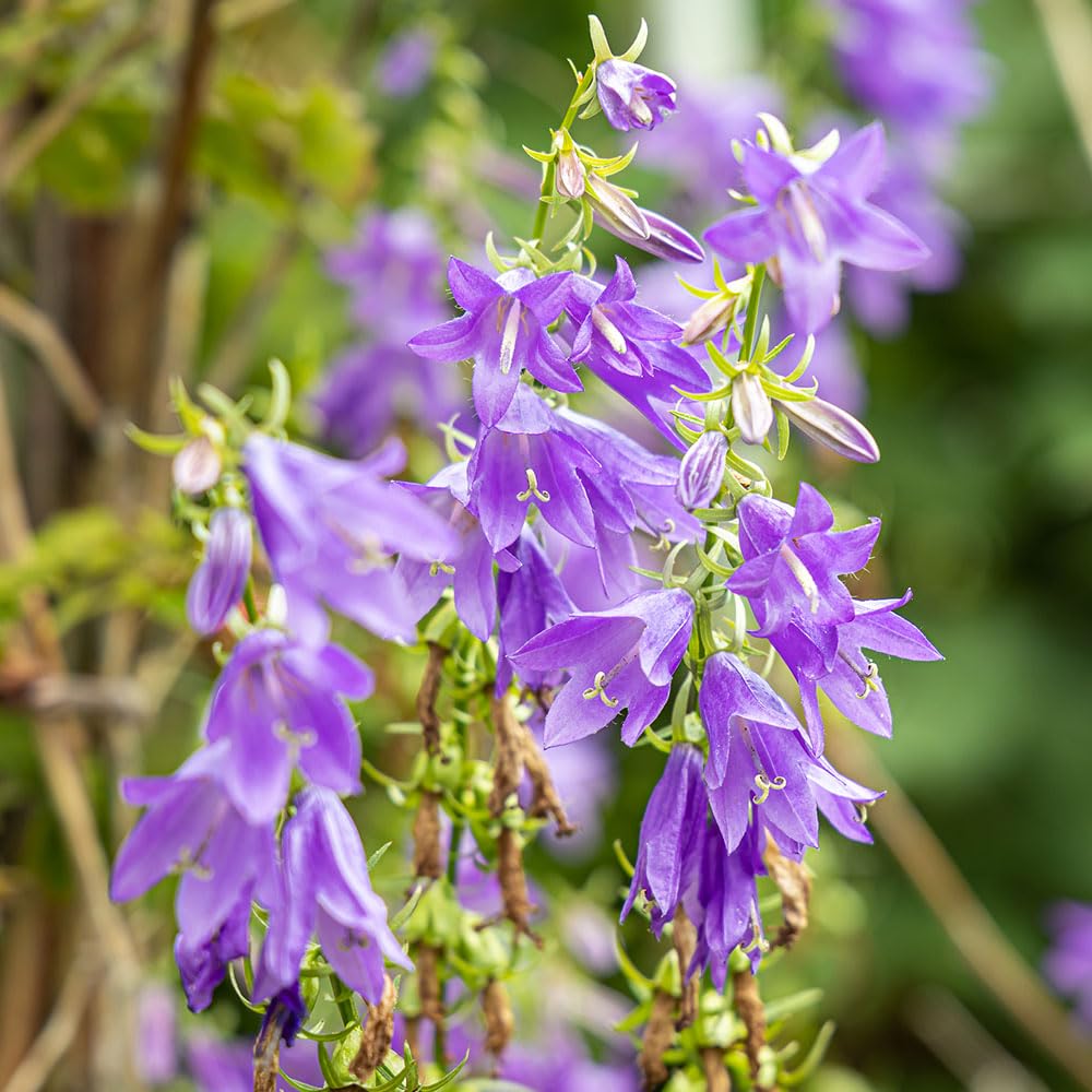 Bellflowers Wildflowers Seeds – Starry Bell-Shaped Blooms – RHS Plants for Pollinators – Hardy Perennial – for Your Beautiful Garden