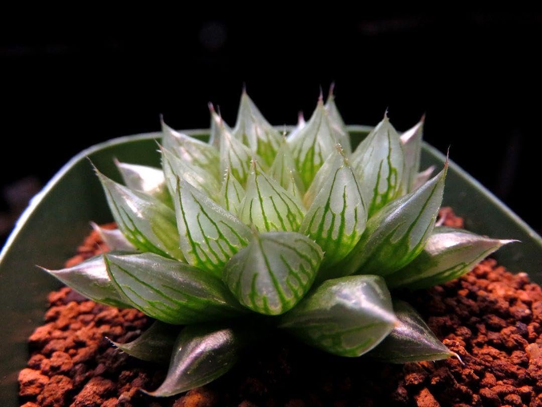 Amazon.co.jp: SFM透水氷 透明短葉 多肉植物 ハオルチア アロエ : ホビー 