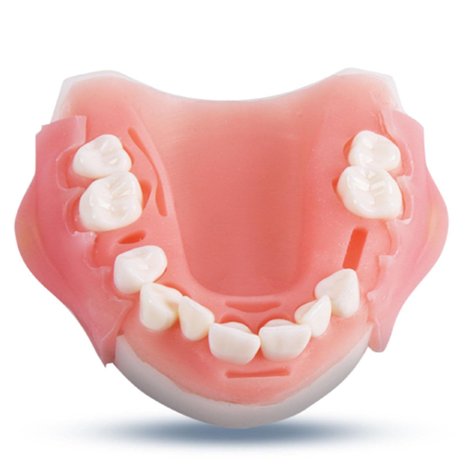 Modello di Simulazione di addestramento Orale Dentale Modello di Simulazione parodontale Strumento di Formazione per competenze mediche,Upper jaw-8cm