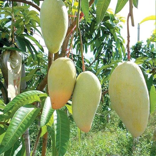 TAPOBON Mango Thai Catimon Katimon All Time Sweet Fruit Variety Grafted Aam Fruit Live Plants & Tree(1.5-3 Feet Size)