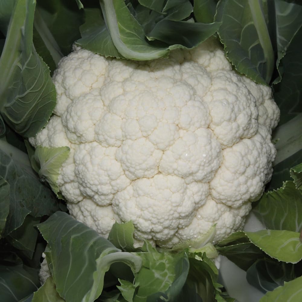 Bedwen Cauliflower 'Skywalker' F1 Plug Plant x6 – Self‑Wrapping Variety for High‑Quality White Curds, Reliable Heads & Autumn Harvests