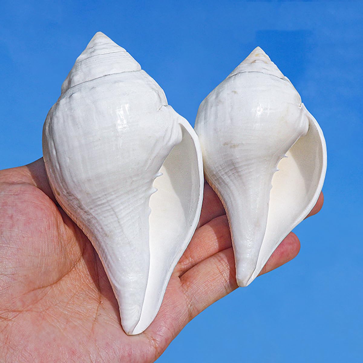 Coquillage, Énorme conque océanique 9~12 Cm, Parfaite la décoration de(10~11cm)