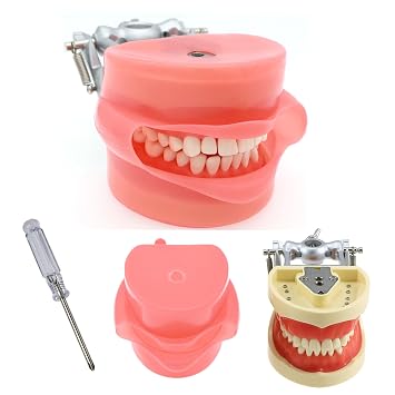 Dental Typodont Model Teaching Study Compatible with Kilgore Nissin 28 Removable Teeth and Simulation Cheek