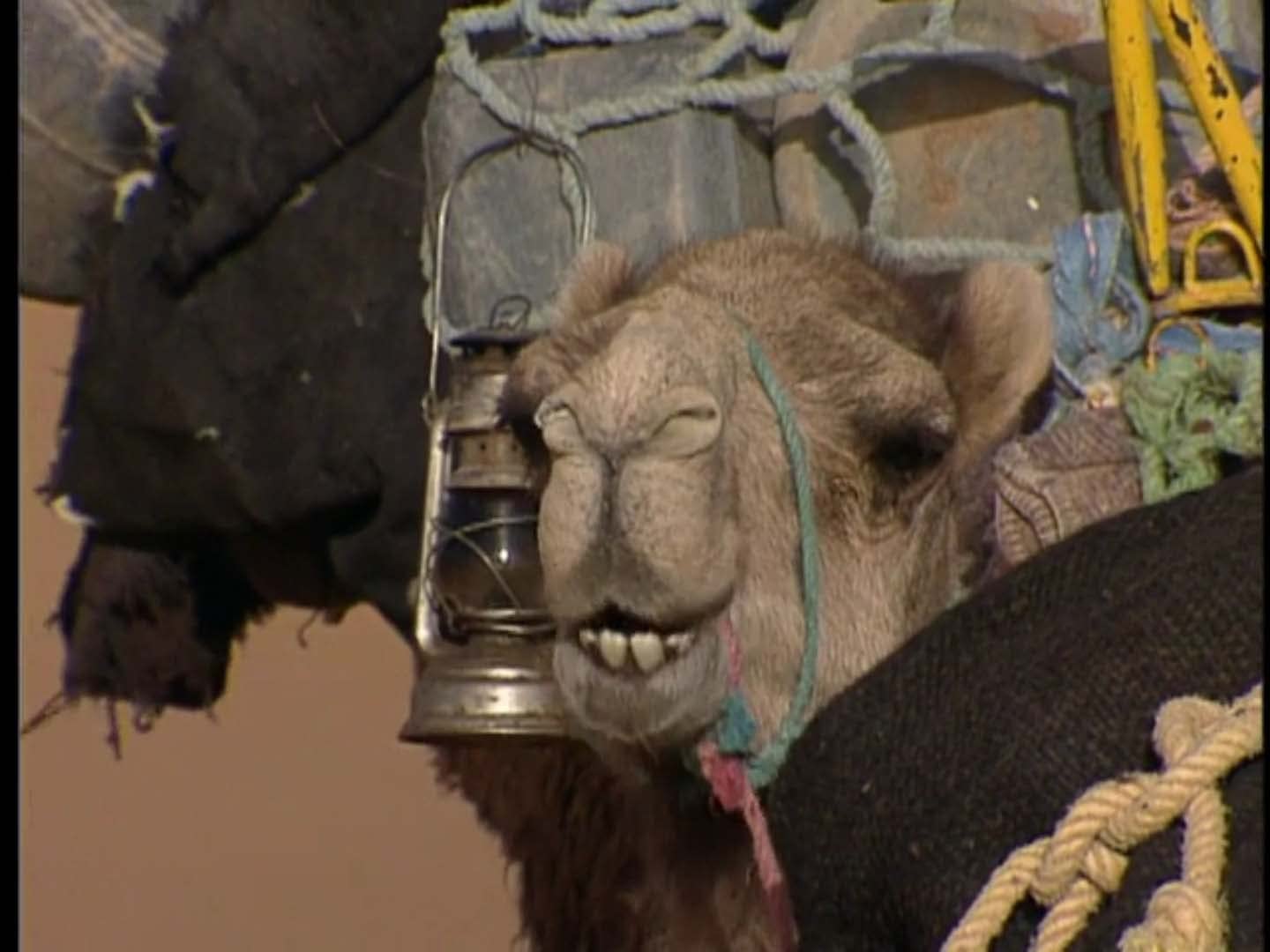 Watch The Jeff Corwin Experience Season 2 Prime Video