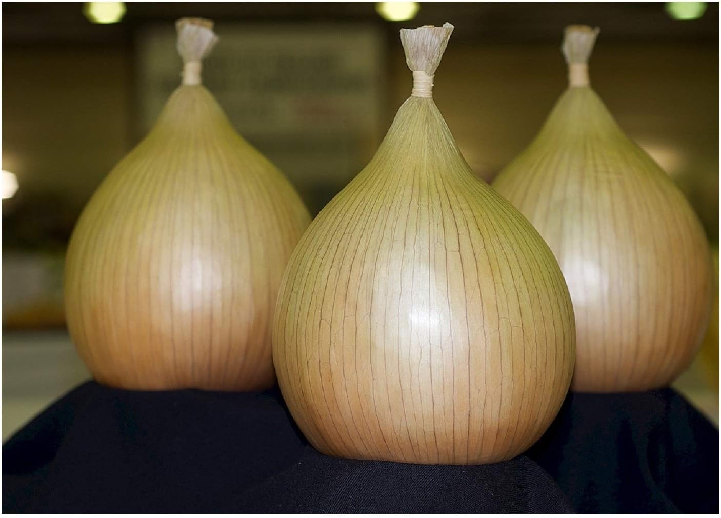 Robinsons Mammoth Improved Onion Phial 100 Graded Seeds Amazon.co.uk Garden