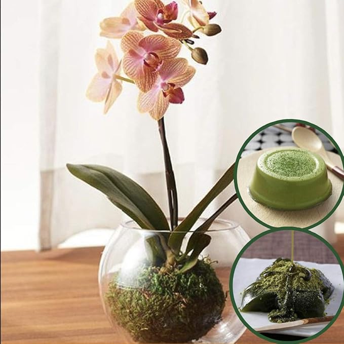 Amazon Co Jp 伊藤久右衛門 敬老の日 花とスイーツ フラワーアレンジメント 抹茶わらび餅 抹茶プリン 21 生花 花器付き 和風 苔玉 胡蝶蘭 黄色 マイクロ胡蝶蘭 ホーム キッチン