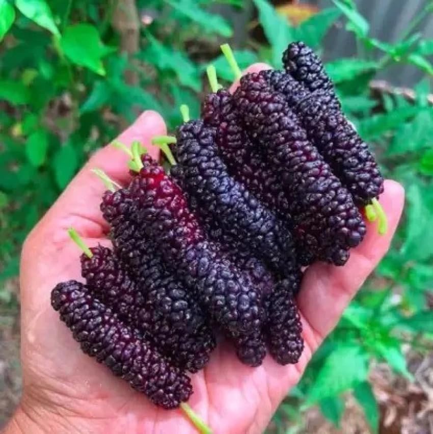 Image of Special Sweet And Healthy All Time Long Finger Taiwan Mulberry /Shahtoot Fruit (Cutting /Grafted) Live Plant,''Fruit After 4 to 6 Month''