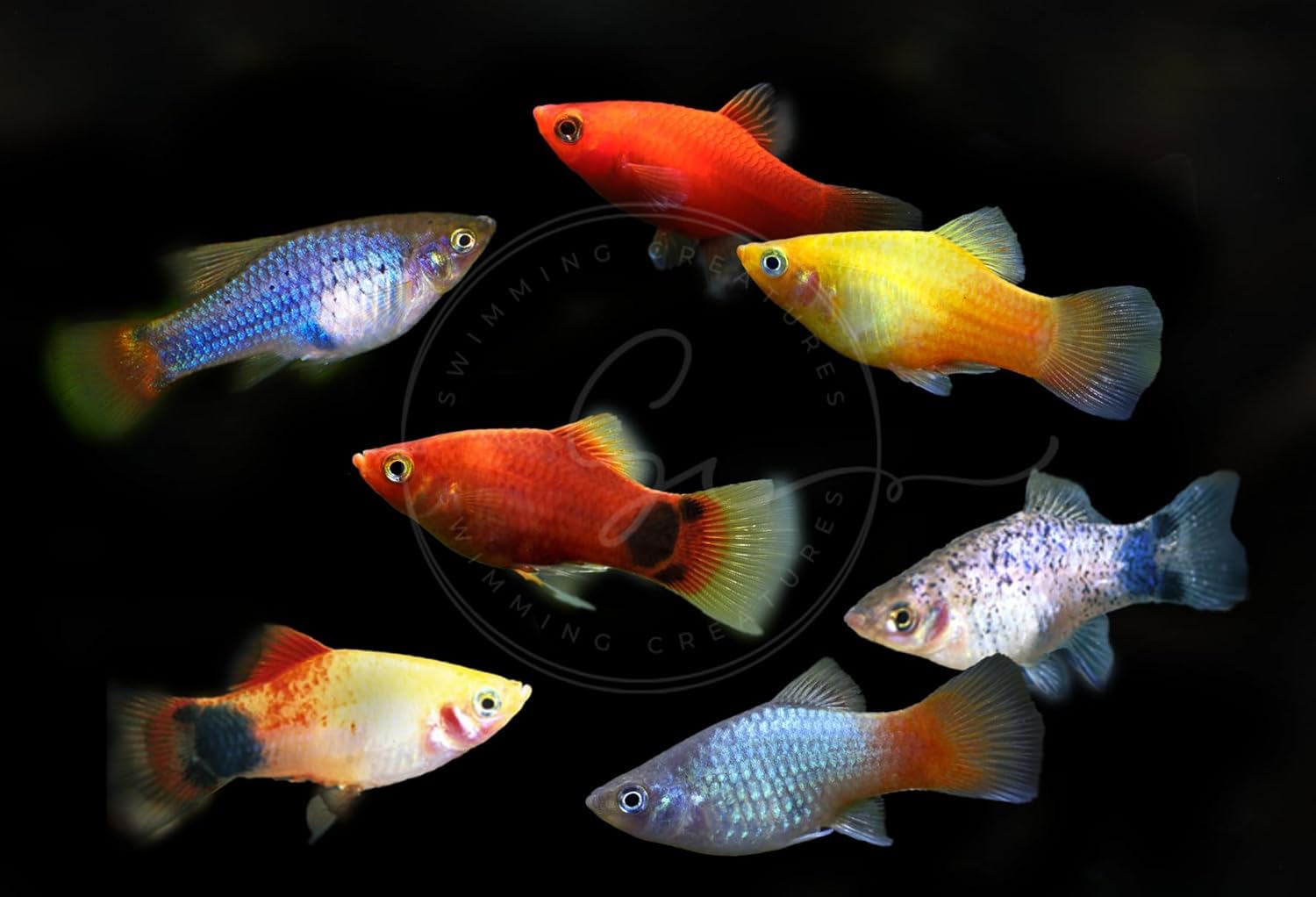 Swimming Creatures™ 4 Assorted Color Platy Mix (Xiphophorus maculatus) Freshwater Aquarium Live Fish (Size Approx. 3/4")