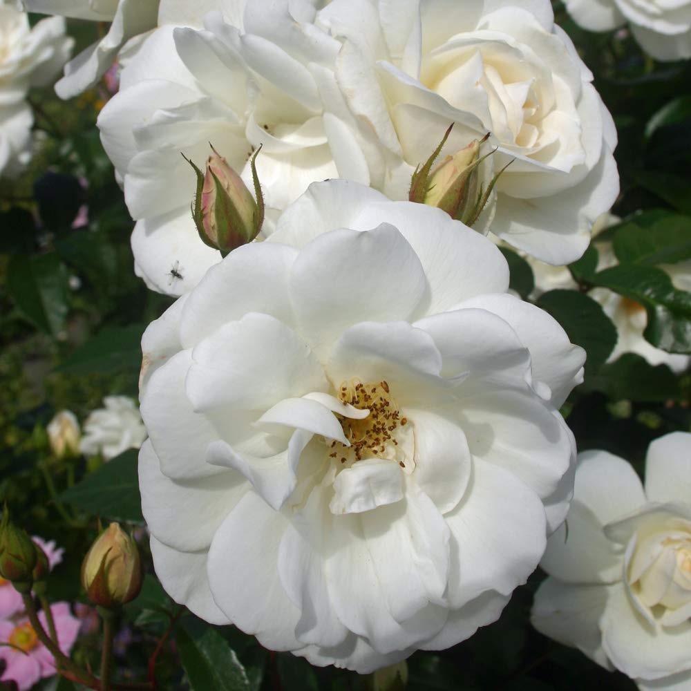 White Rose Standard Rosa 70cm Hardy Shrub Reliable Floriferous Easy to Grow Your Own Outdoor Garden Flowers, 1x Bare Root Plant UK by Thompson & Morgan