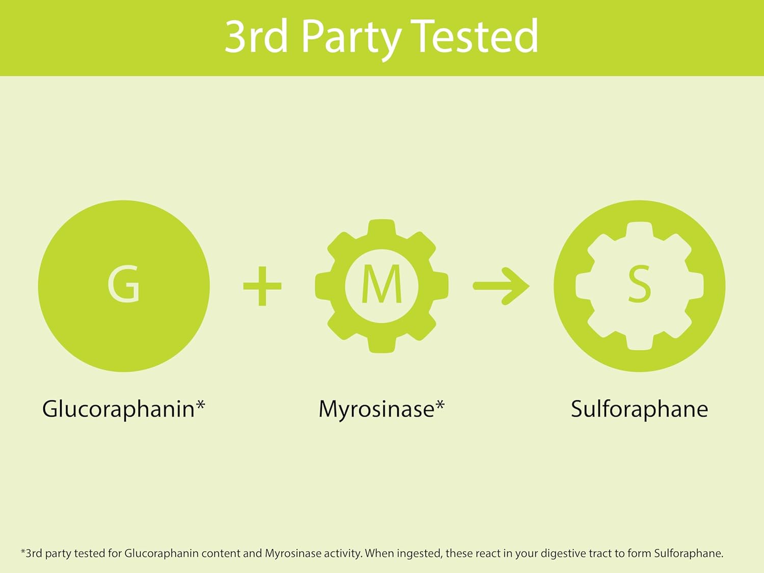 KOYAH - Organic Broccoli Sprout Capsules – Freeze-Dried Whole Broccoli Sprouts – 3rd Party Tested for Active Myrosinase & Glucoraphanin (Sulforaphane Glucosinolate) - 150 Capsules - Image 6