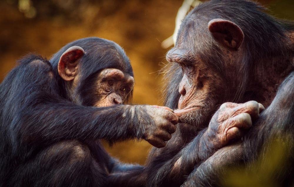 ERUZO DIY 5D Diamond Painting Embroidery Cross Stitch Monkey Baby Chimpanzee Art Home Decoration50X60CM