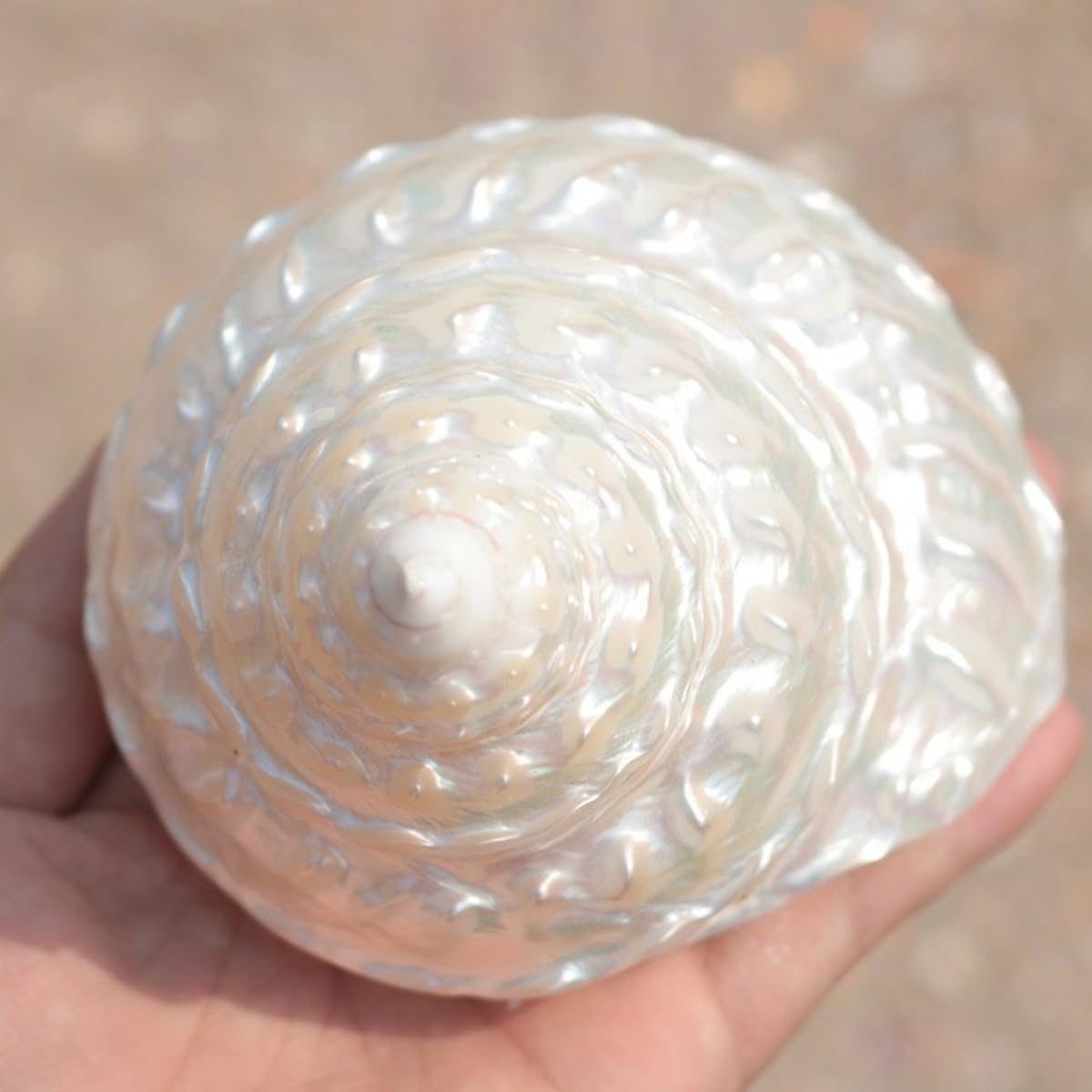 Shell, Naturalne muszle morskie, muszla z pereł oceanicznych o średnicy 6-11 cm(7cm)