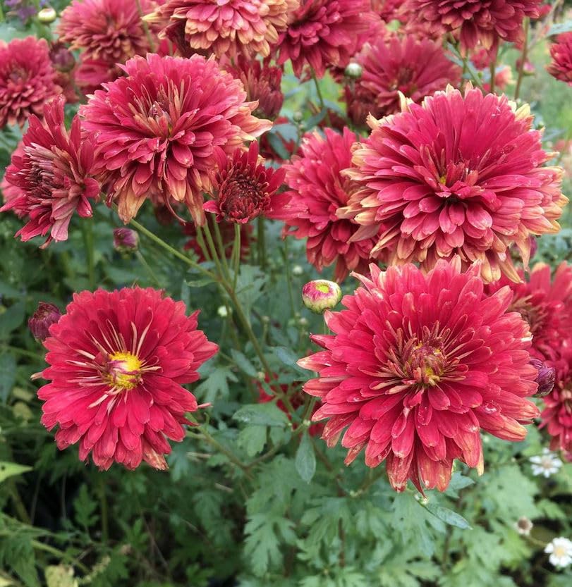 Winteraster Brockenfeuer - Chrysanthemum hortorum - lebende Pflanze aus der Baumschule