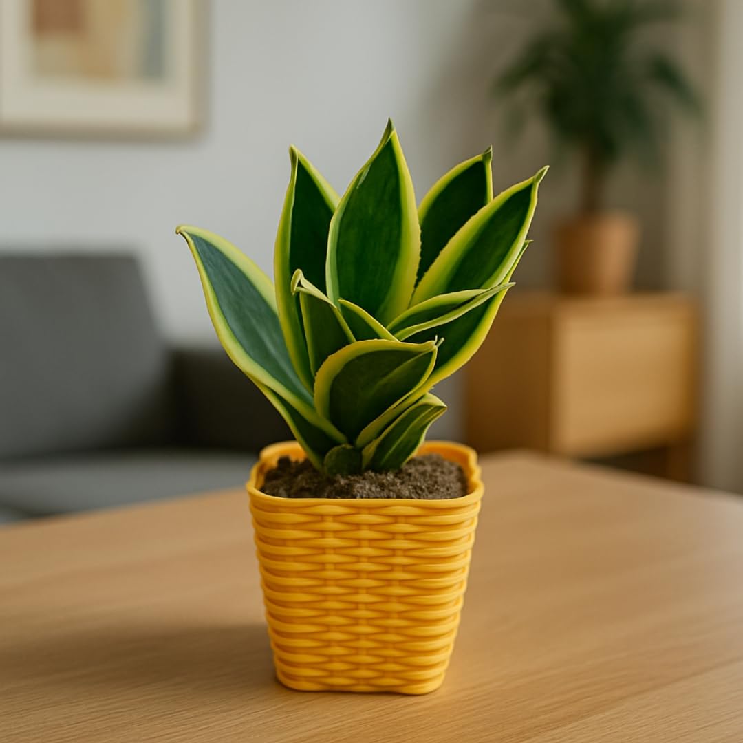 Indoor Plant Golden Hahnii | Cute Real Plant for Study Table || With Pot (Pack Of 1)-image-27