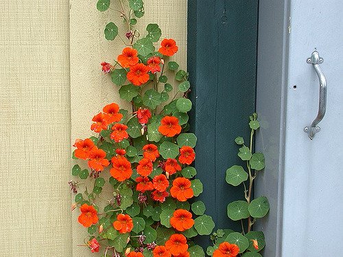 Creative Farmer Flower Seeds : Nasturtium Climber Flower Seeds Plant Flowers Climber Flowering Plants- Border (3 Packets) Garden Plant Seeds (B077J7CWN5) Amazon Price History, Amazon Price Tracker