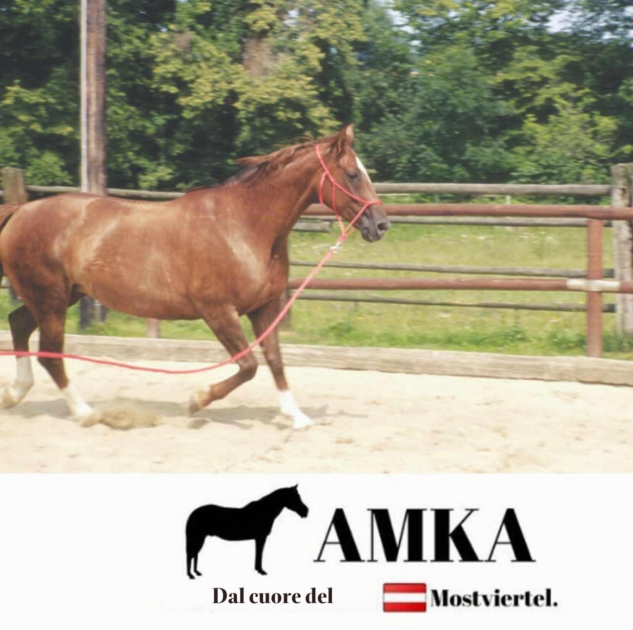 AMKA, Frusta con corda, da allenamento, 120 cm, frusta da equitazione, frusta da addestramento, frusta da lavoro, per giochi di Parelli
