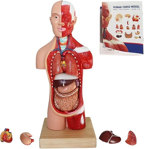 Aliwovo Modelo de anatomía humana Modelo de anatomía corporal para estudiante de medicina 11 pulgadas 15 piezas Modelo de anatomía de torso humano